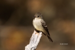 Empidonax-wrightii;Gray-Flycatcher;One;avifauna;bird;birds;color-image;color-pho